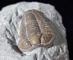 Flexicalymene meeki (FOERSTE 1910) - Bild © FossNet FossilienStore